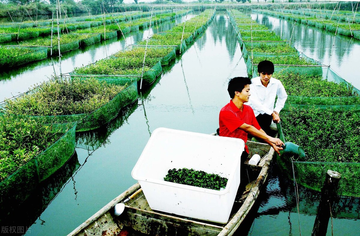 水泥池养黄鳝一亩能养多少,养一亩黄鳝一年能赚多少钱