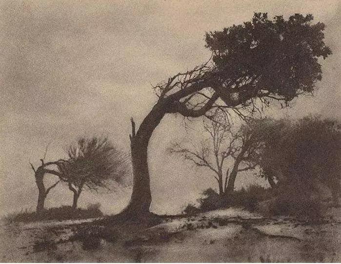 难灭的澳洲山火：桉树“点火”，猛禽“助燃”