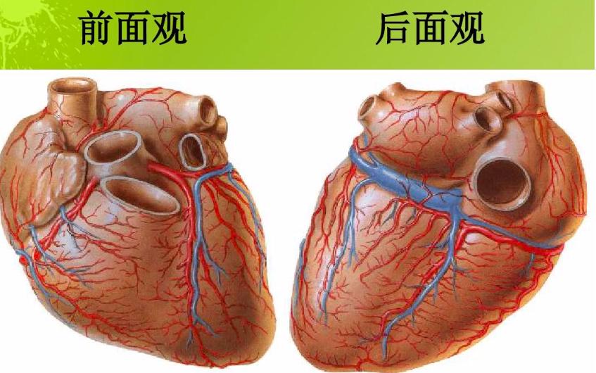 两名援鄂护士突发心跳骤停并用ECMO治疗，心跳骤停究竟有多可怕？