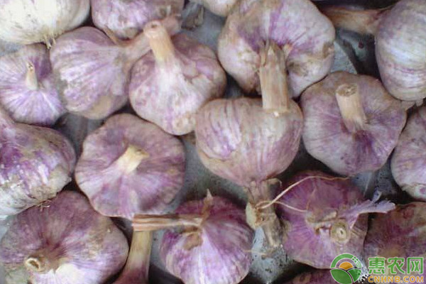 重茬地种大蒜用什么肥料好,大蒜重茬施什么药