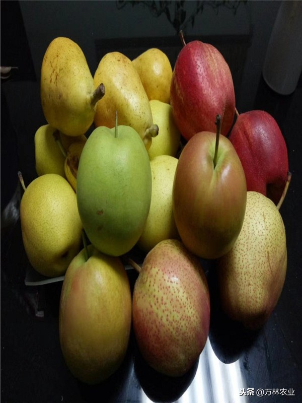 有一种新品种梨树叫黑梨树,柱状梨树图片欣赏梨树新品种