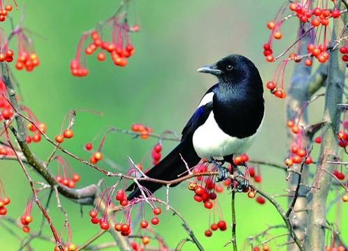 为什么喜鹊是个吉祥鸟,喜鹊真的喜鹊吗