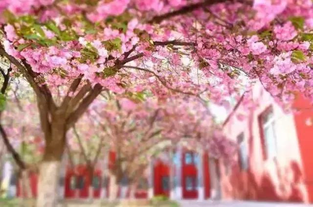 京郊最美的十大花海,京郊这些浪漫花海惊艳初秋的北京