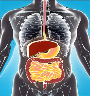 人体的八大系统免疫与营养,人体八大系统作用