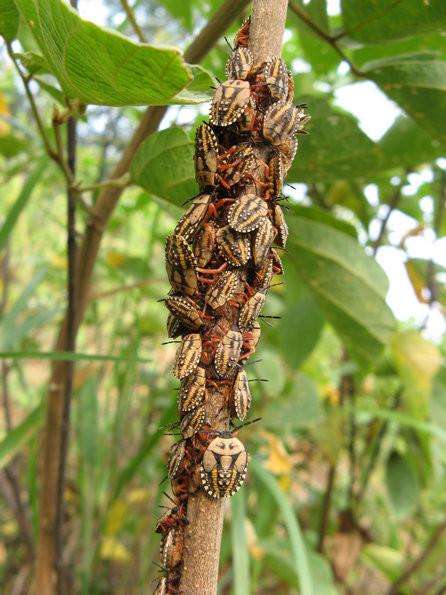 臭屁虫吃美食,吃臭屁虫方法