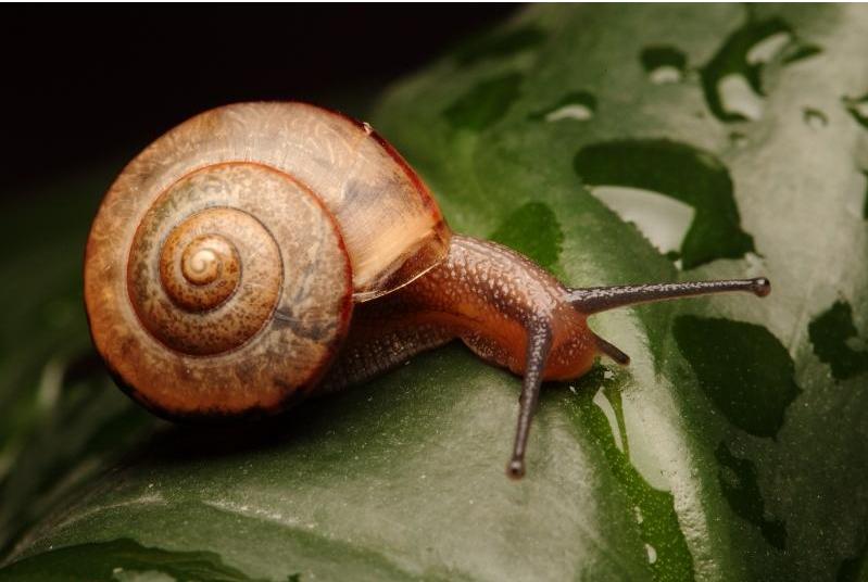 既是雌性又是雄性,雌雄一体的动物怎么产下一代