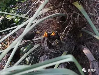 90后童年回忆布谷鸟叫,90后捕鸟