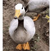 紧张想上厕所是什么原因,考试紧张想上厕所吃什么能缓解