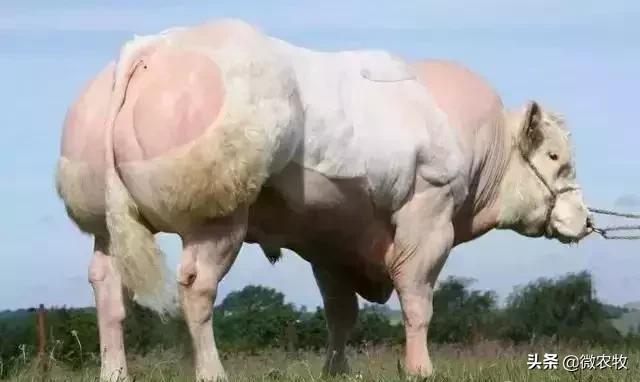 养牛不懂品种是不行的!牛品种大全!转了!