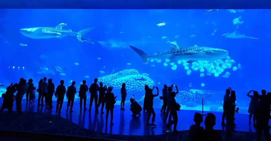 带娃广州长隆2天1夜旅游攻略,带娃自由行长隆旅游攻略