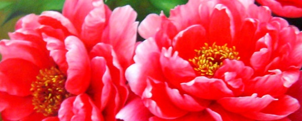 牡丹花种植方法盆栽,牡丹花地栽种植方法