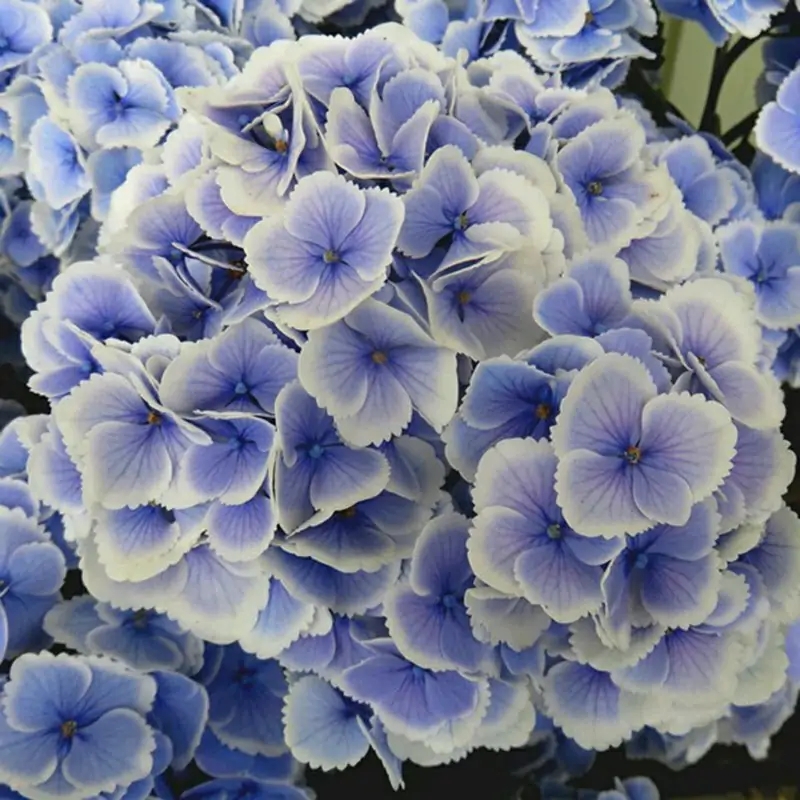 这“38种花”，当你开始收集品种时，你已入坑颇深