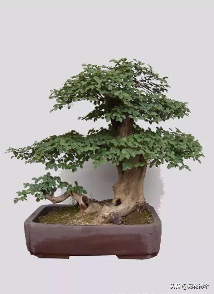 白檵木盆景图片欣赏,异形白花檵木盆景