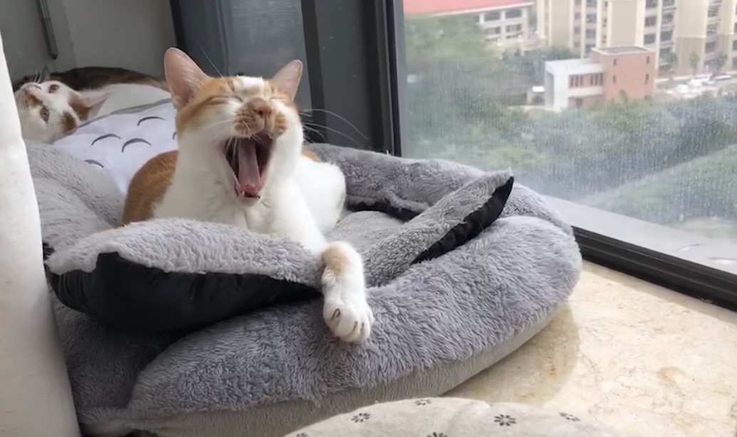 猫咪得了猫癣怎么治最有效,猫咪得了猫癣怎么治疗好得快一些