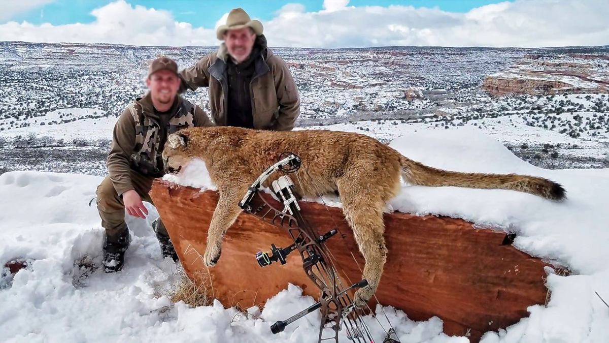 美洲狮真的就是美洲金猫吗,美洲狮是豹子还是狮子