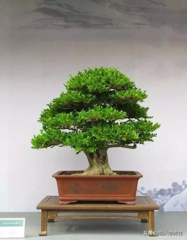 盆景黄杨摘心怎样摘,黄杨树枝条太密修剪