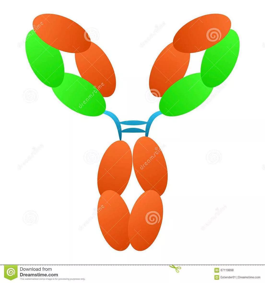 免疫球蛋白可以查出艾滋病么,人免疫缺陷病毒抗体检测意义