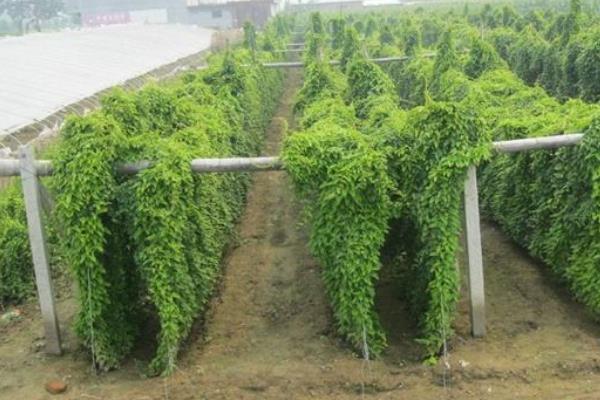 怎样种植横向生长的山药,白玉山药的生长环境