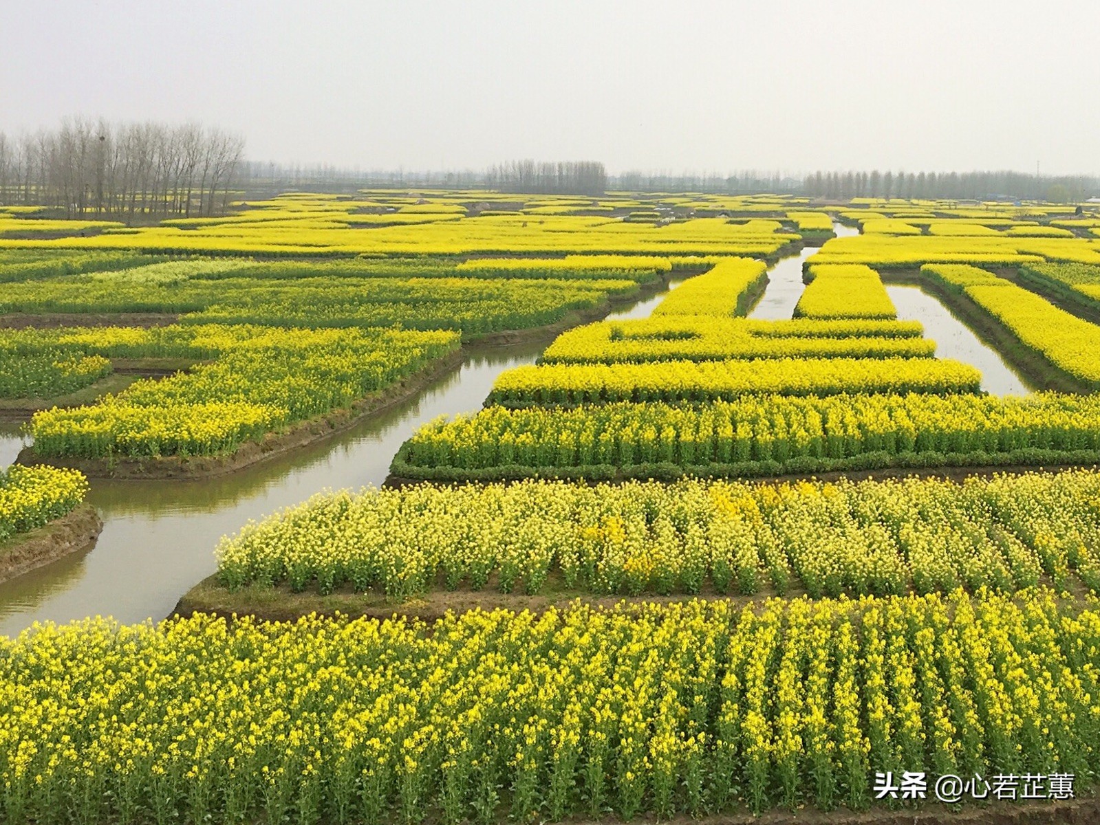 油菜花一片片的像什么,梯田油菜花和平原油菜花
