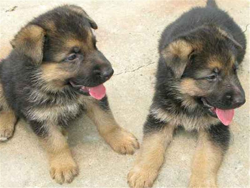 2024年肉狗养殖市场前景怎样,肉狗养殖前景与利润广告