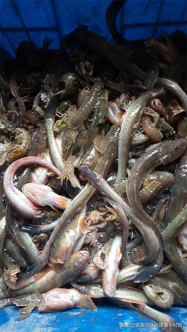 人间六月天，来海岛许一场似水流年——唐山乐亭韩姐农家院