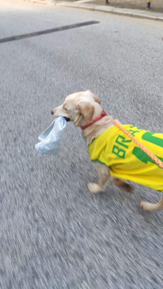 这是什么狗,狗狗横齿什么样