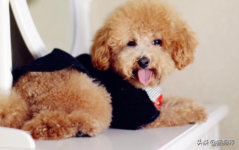 狗狗眼病症状有哪些表现,狗狗生病的危险信号