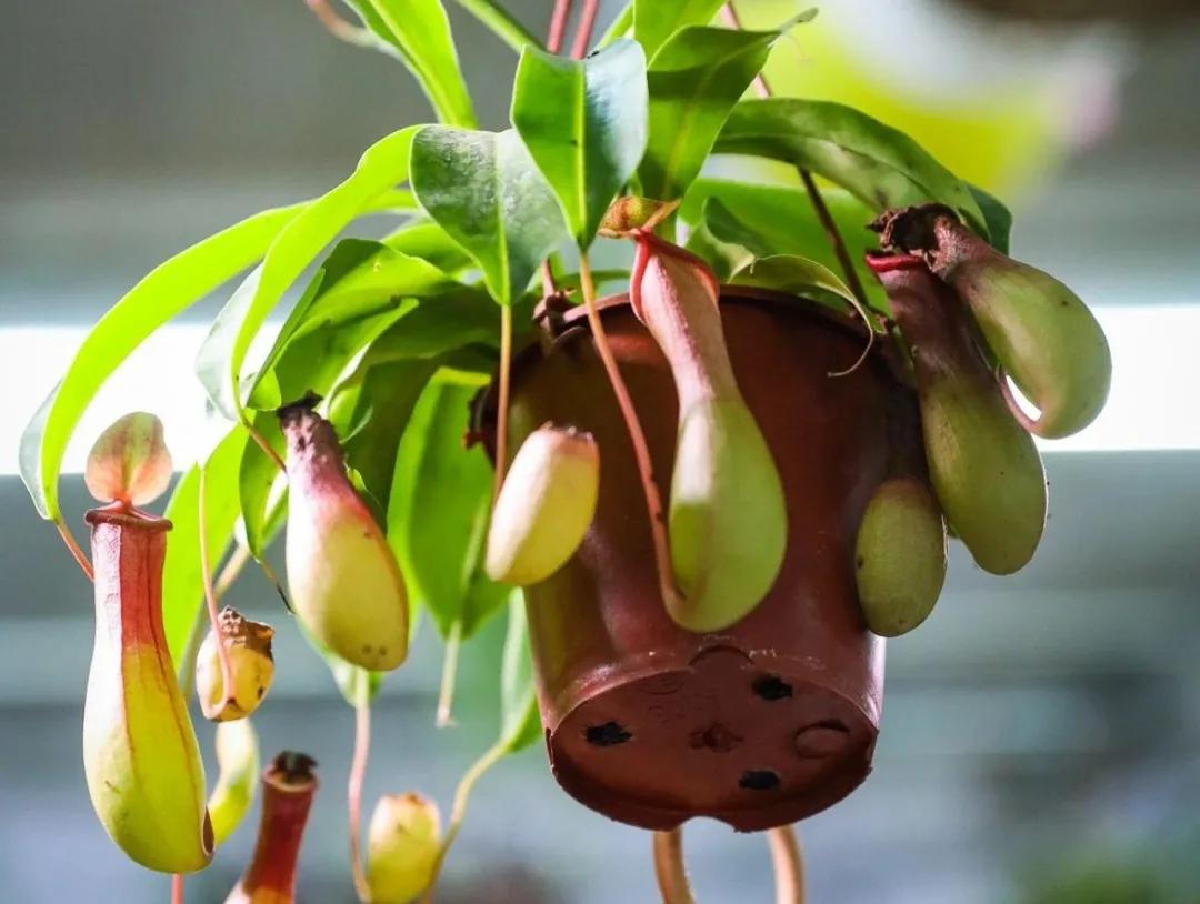 最便宜的北京花市,北京超好逛的花市