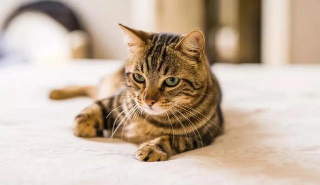 为什么现在猫咪价格那么低,各种猫咪价位