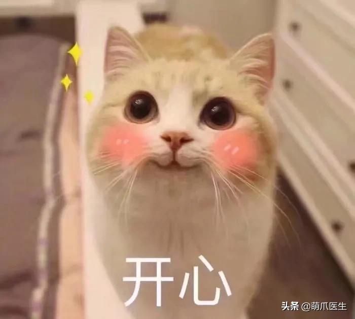 猫：来啊，踩我屁股啊，使点劲儿