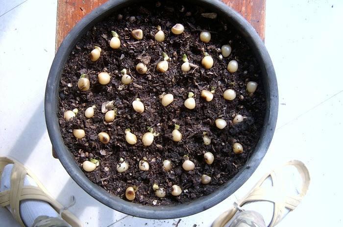 刚买回来的君子兰小苗怎么栽植,刚分出来的君子兰小苗怎么栽