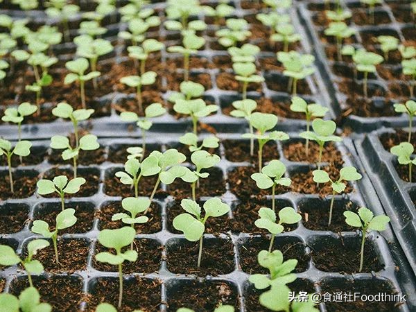 想在自家楼顶种菜,想在阳台种菜用什么花盆好