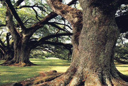 美国红橡原木制作视频,美国红橡木做现代简约风格