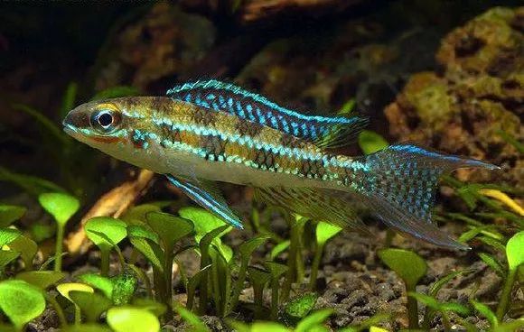 让你欲罢不能又爱又恨,这些观赏鱼简直太萌了