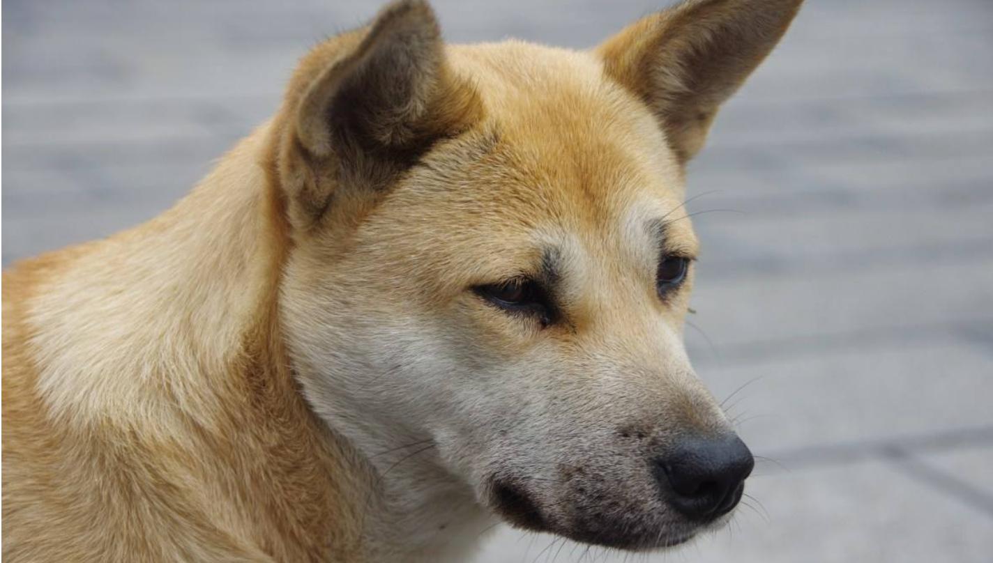 狗肉最正宗的做法大全,狗肉最好吃的做法放什么