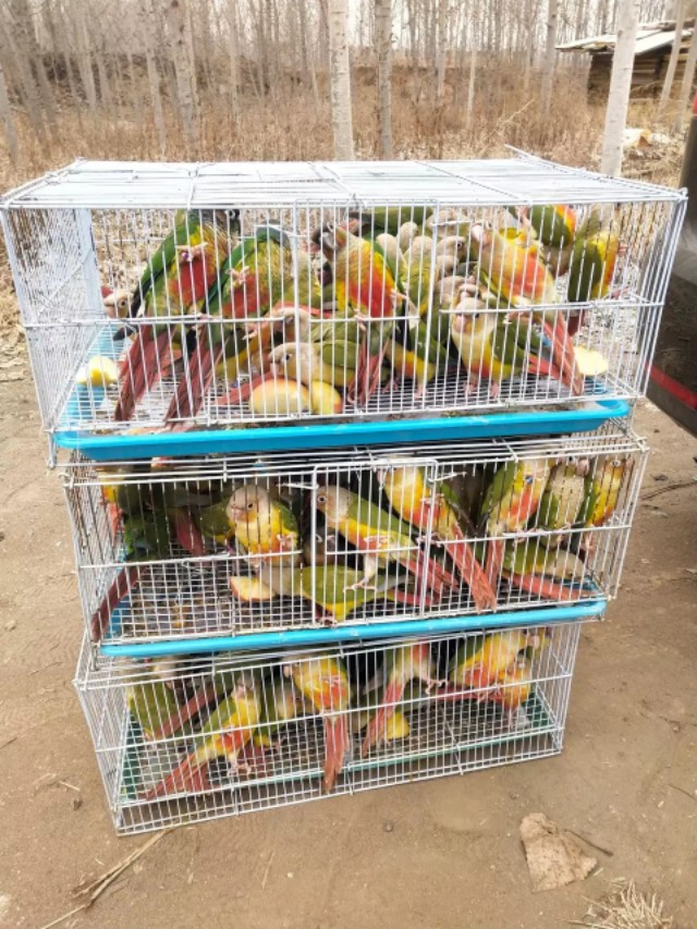 怎么带宠物鹦鹉出去旅游,带鹦鹉出去玩前需要做好哪些准备