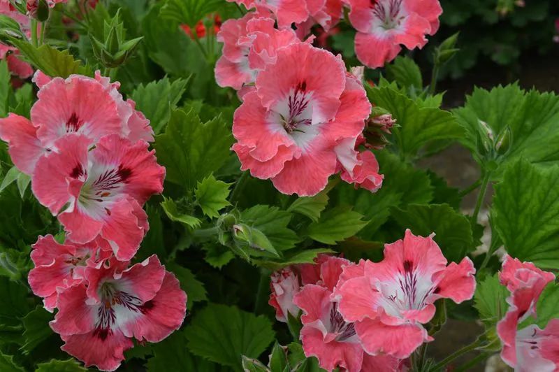 这种花别乱浇水水越多越不开花,这种花不怕冷好养易活