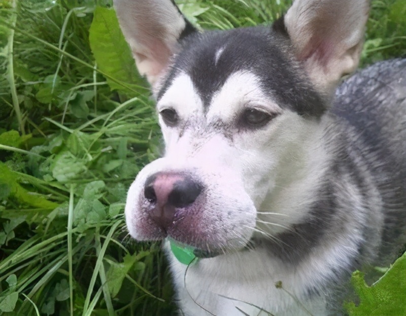 狗狗吃蜜蜂被蜜蜂蛰了怎么办,狗狗被马蜂蛰了流脓怎么办