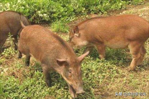 4种常见的农村创业项目诈骗，您必须了解，用这5招轻松应对！