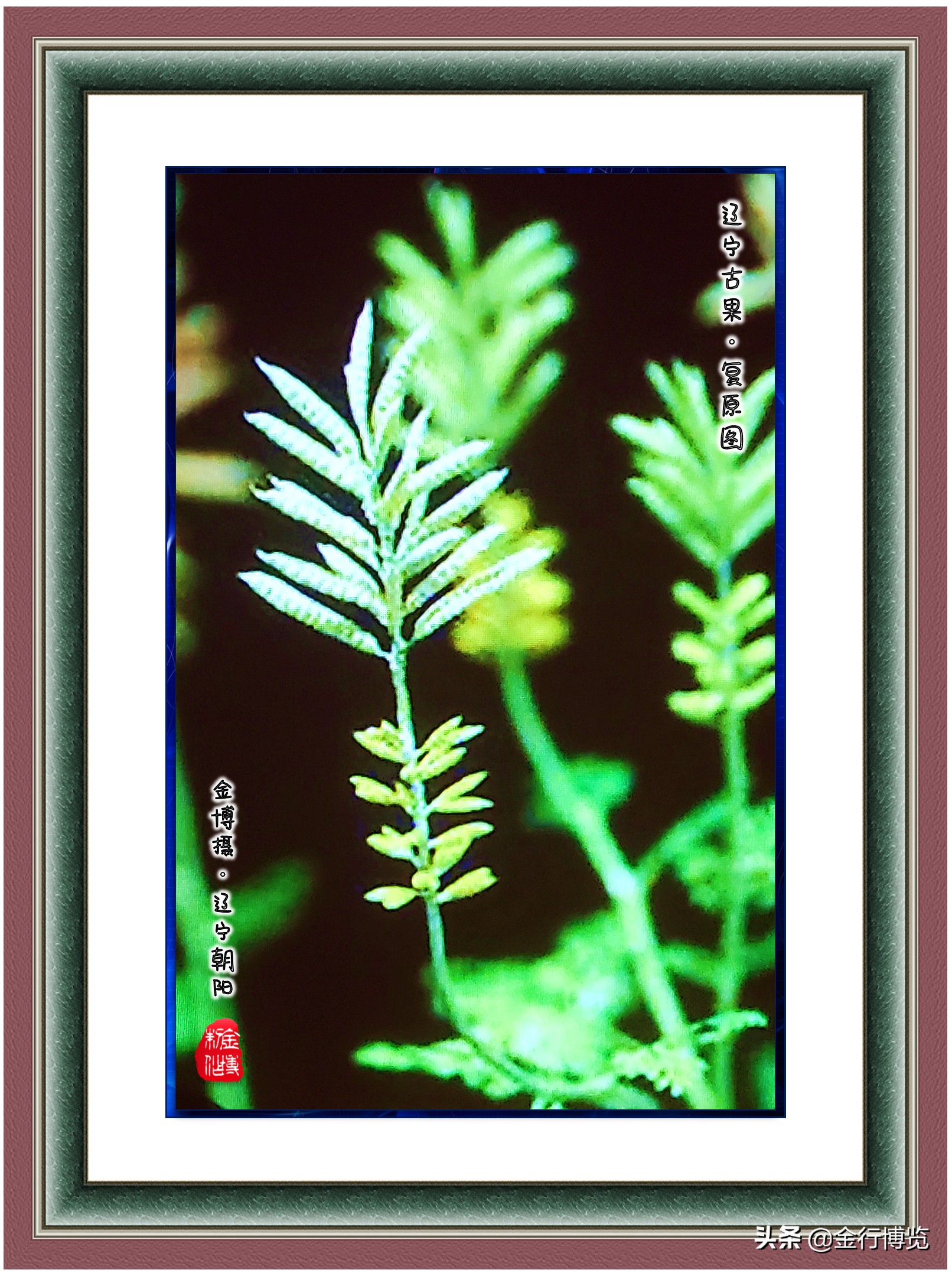 金行博览：辽宁省朝阳市是世界上第一支花绽放的地方-辽宁古果