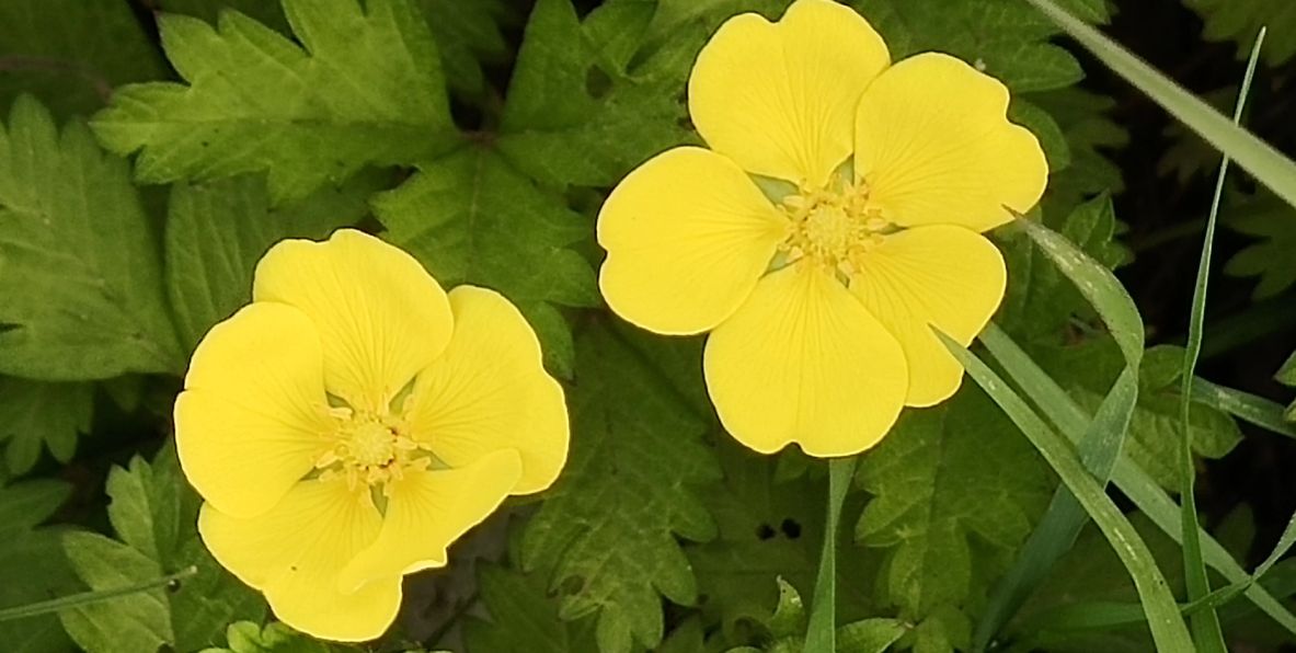 华山诗人马跃中国情人节七巧节日诗句《七夕有句》外三首/