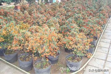 创业小项目获得资源,创业项目可以利用的资源