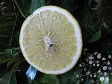 伯爵红茶历史,伯爵到底是谁