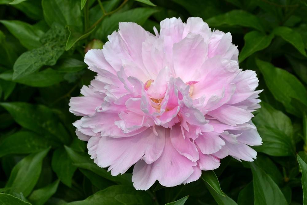 花中宰相芍药花开,花中宰相指什么花