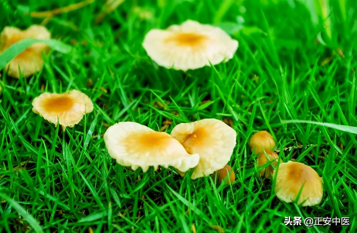 老中医祛湿健脾茶饮方,春季健脾润肺祛湿汤