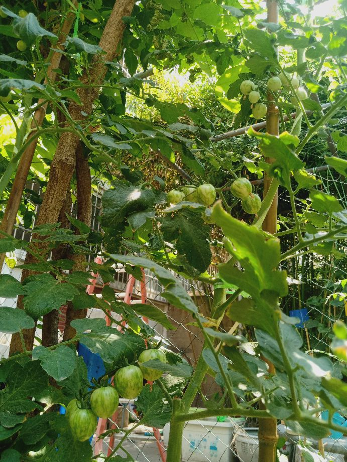 樱桃番茄最好的颜色,樱桃番茄挑选
