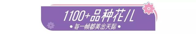 深圳史上最大最美的花展来啦,走进深圳仙湖植物园的国际花展