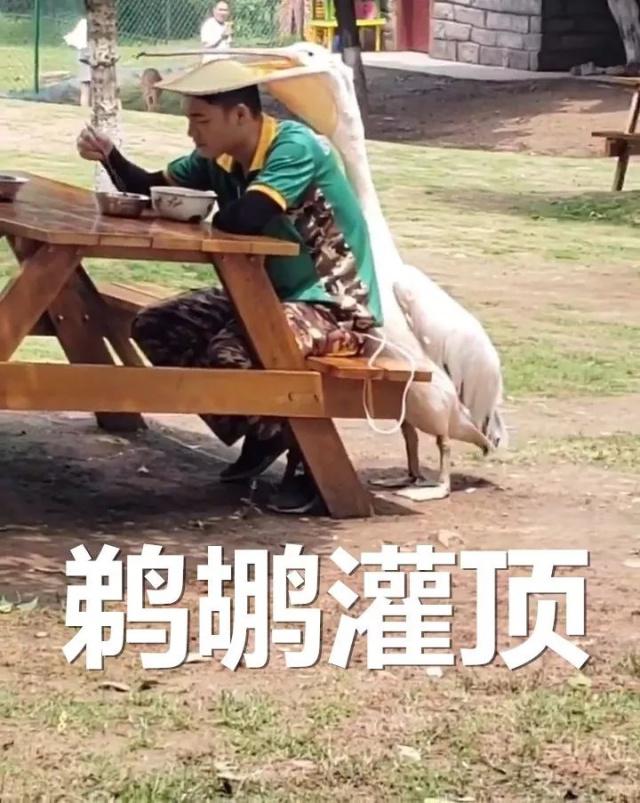 万物皆可吞的鹈鹕,鹈鹕万物皆可吞