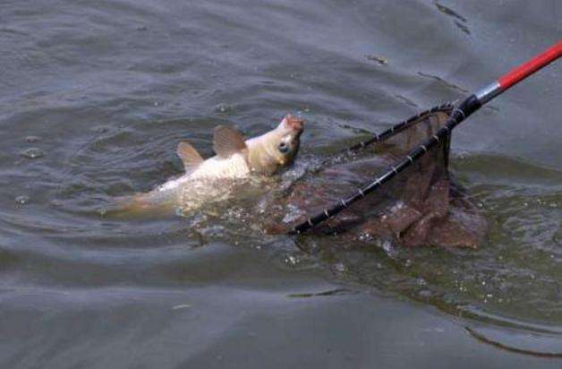 新手怎么学钓鱼最简单,初学者怎么钓鱼入门