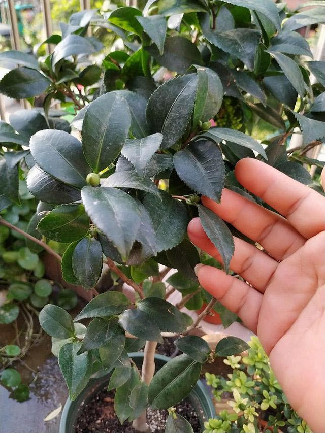 茶花怎么养花才能开得又大又好看,喜欢养花就养这6种香草植物